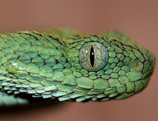 chloroechis
