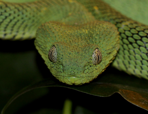chloroechis