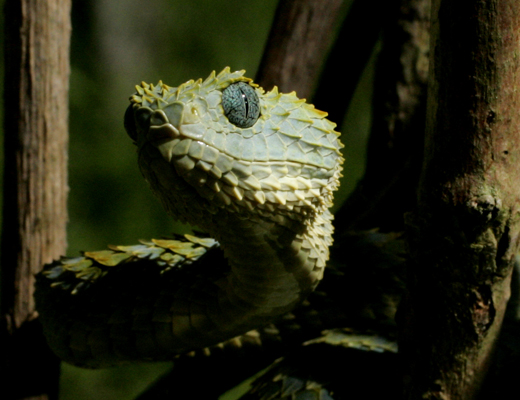 squamigera