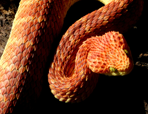 squamigera
