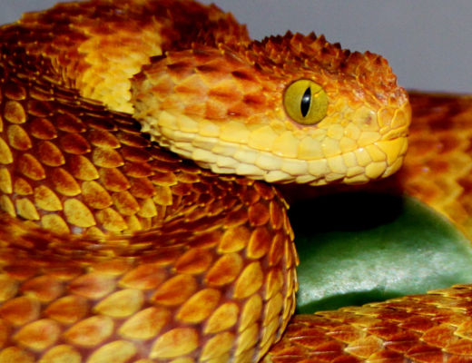 chloroechis