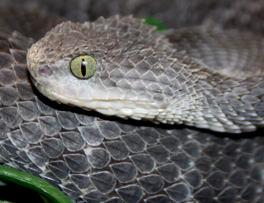 chloroechis