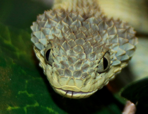 chloroechis
