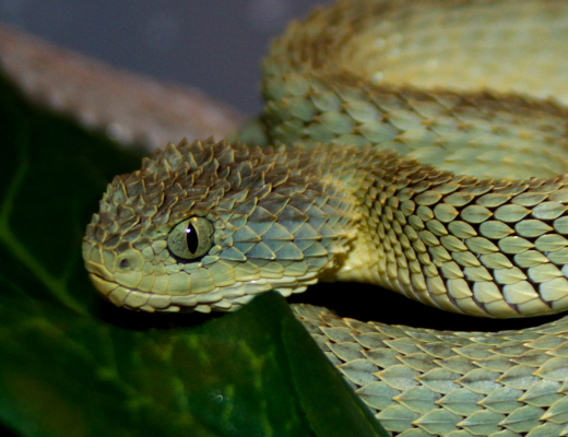 chloroechis