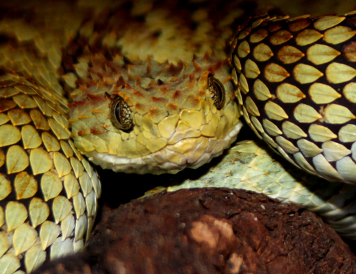 chloroechis