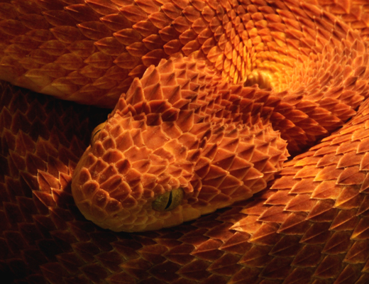 chloroechis