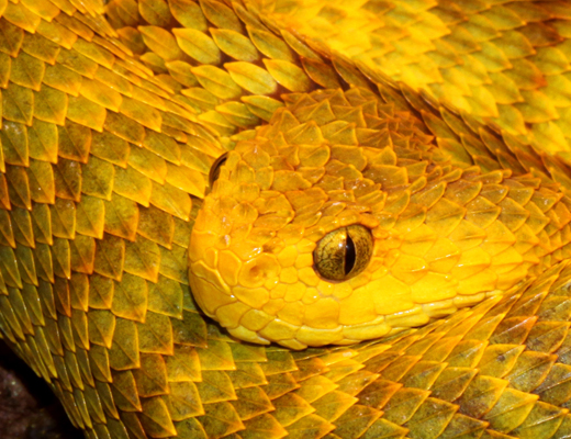 squamigera