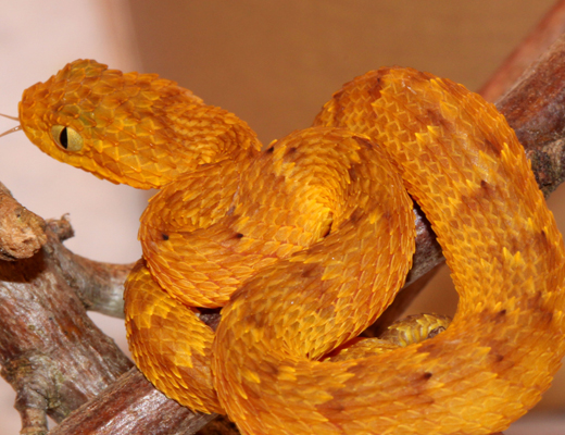squamigera