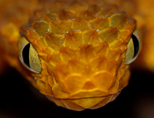 squamigera