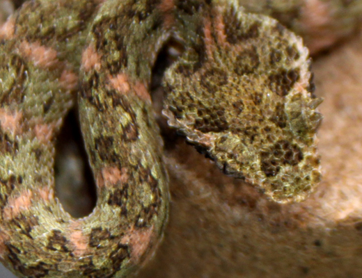 bothriechis