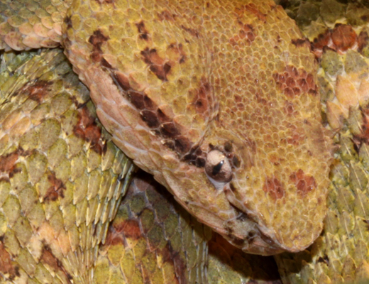 bothriechis