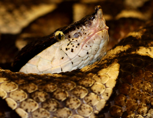 acutus