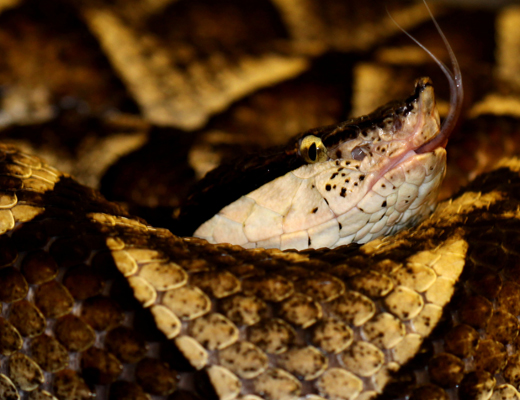 acutus