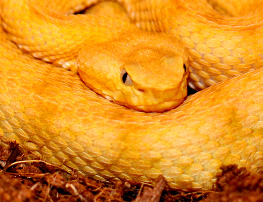 rozei