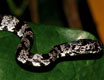 costarica