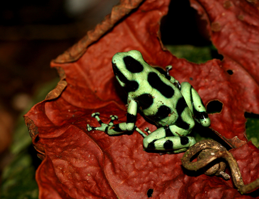 costarica