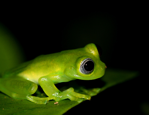 costarica