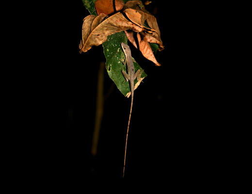 costarica