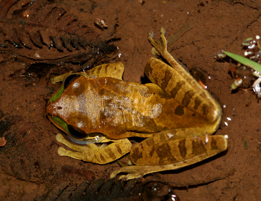 costarica