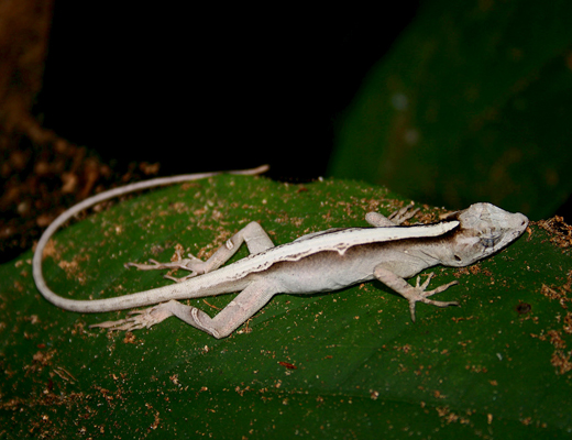 costarica