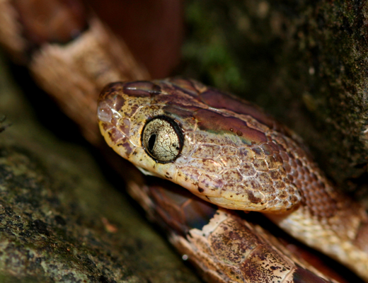 costarica