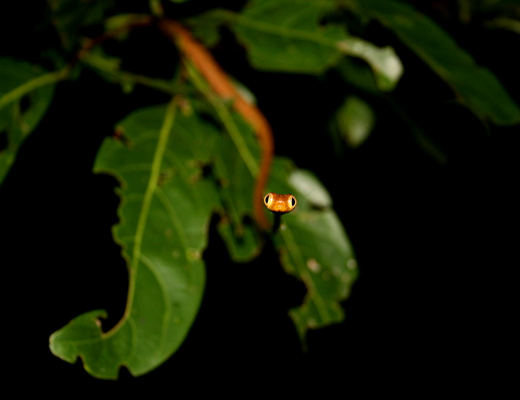 costarica