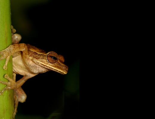 costarica