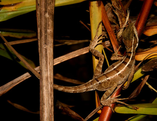 costarica