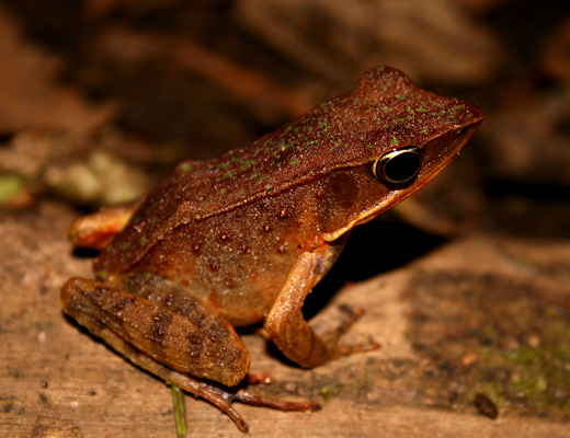 costarica