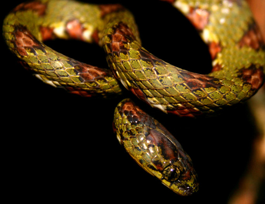 costarica