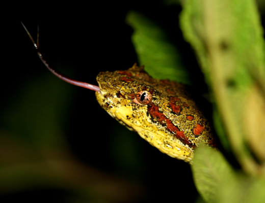 costarica