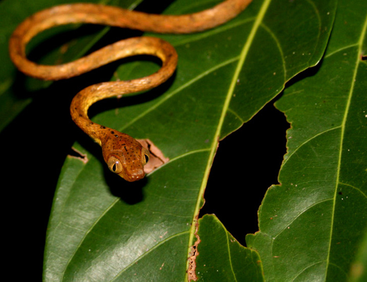 costarica