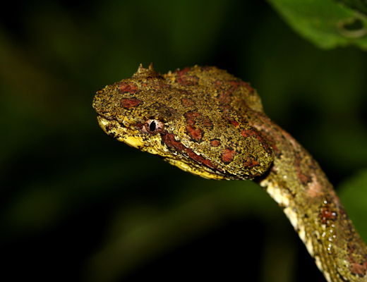 costarica