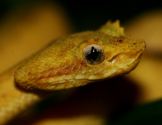 costarica