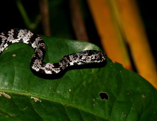 costarica