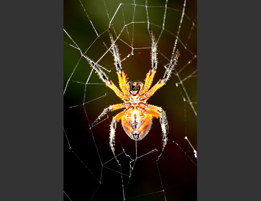 costarica