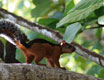 costarica