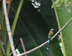 costarica