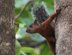 costarica
