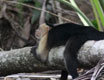 costarica