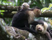 costarica