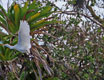 costarica