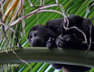 costarica