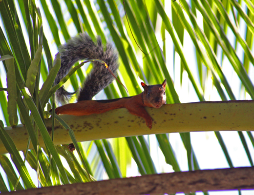 Iguana iguana