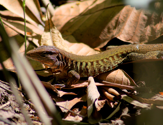 Iguana iguana