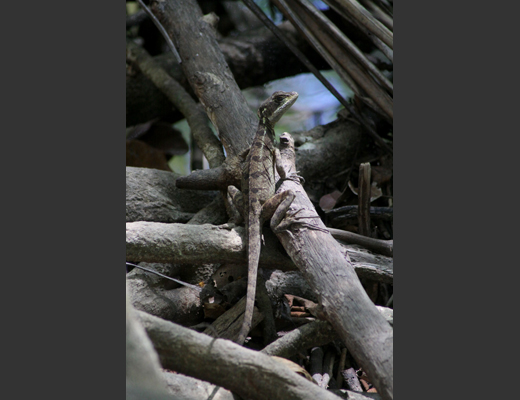 Iguana iguana