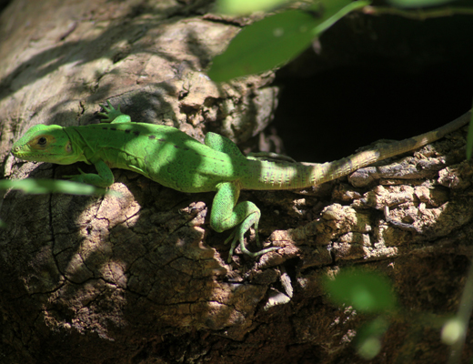 Iguana iguana
