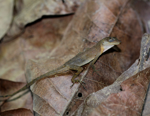 Iguana iguana