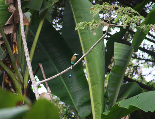Iguana iguana
