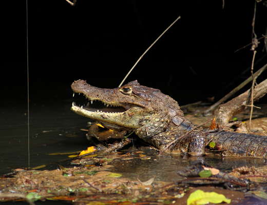 Iguana iguana